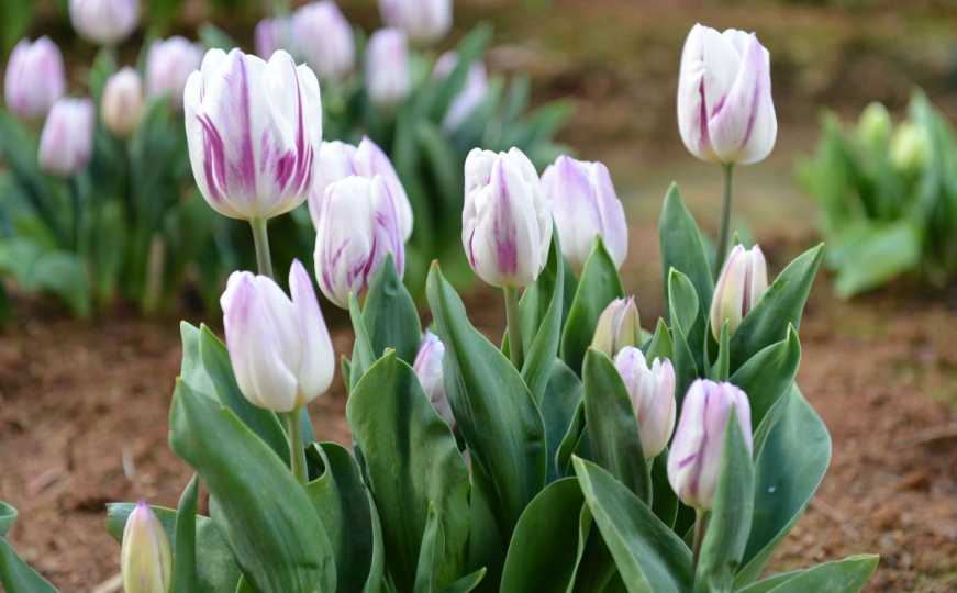 Sjajan trik: Kako da osjetljivi tulipani traju duže